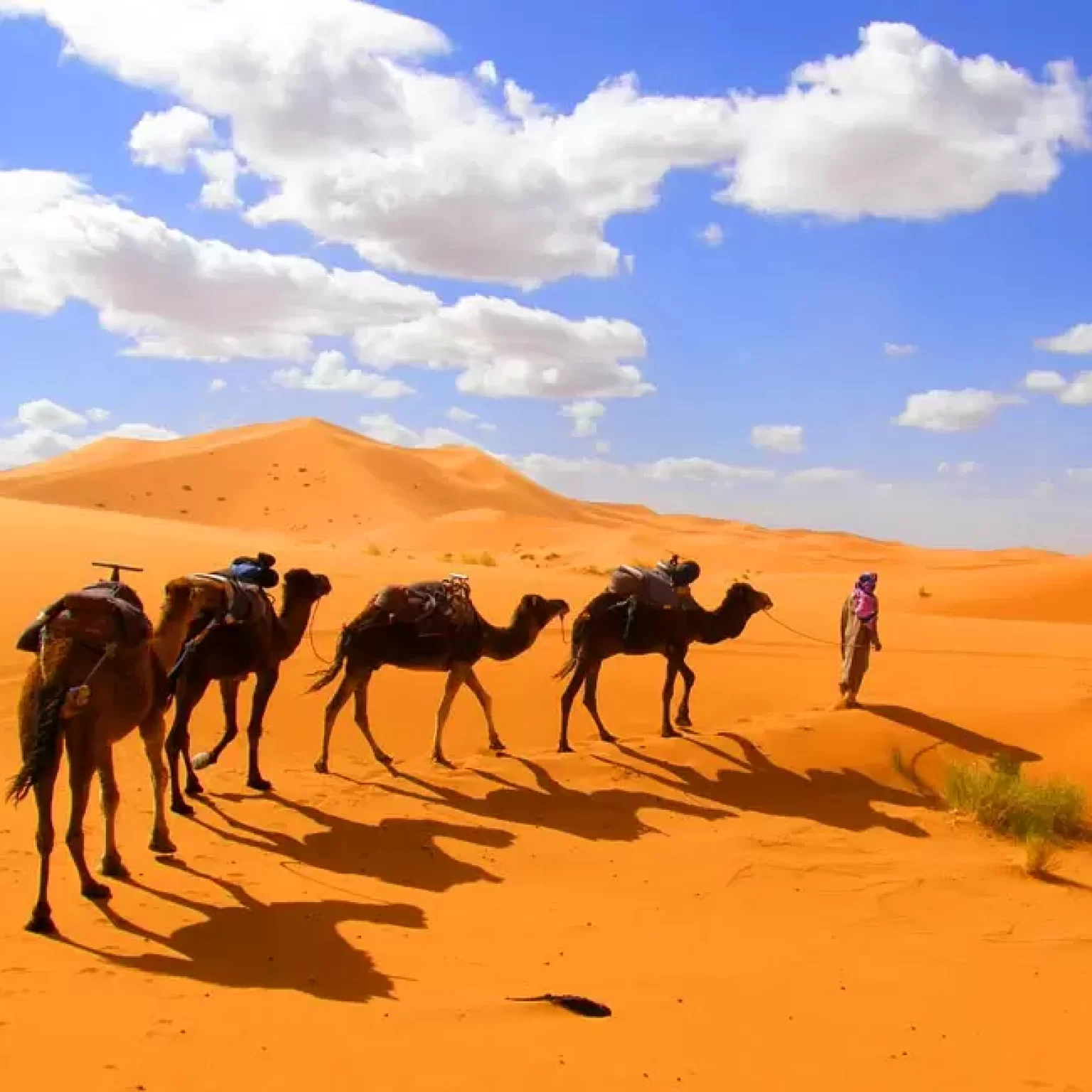 A group of camels traverses the vast expanse of a sunlit desert, their silhouettes contrasting against the sandy landscape: Camel rides in Erg Chebbi